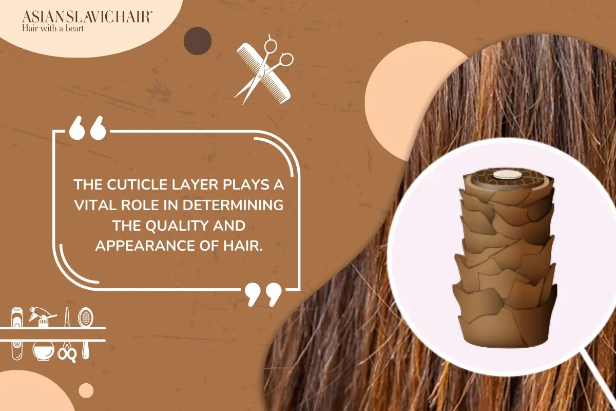 The cuticle layer plays a vital role in determining the quality and appearance of hair.